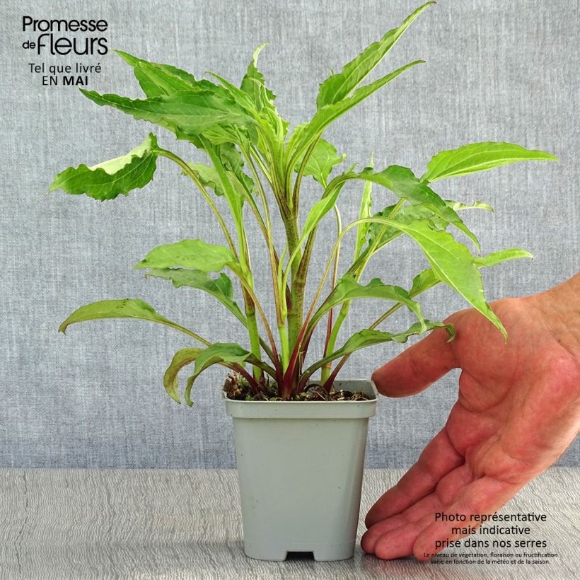 Echinacea purpurea Green Envy - Purple Coneflower 8/9 cm pot sample as delivered in spring