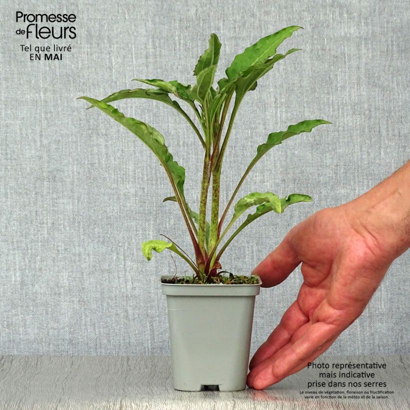 Echinacea purpurea Green Jewel - Purple Coneflower 8/9 cm pot sample as delivered in spring