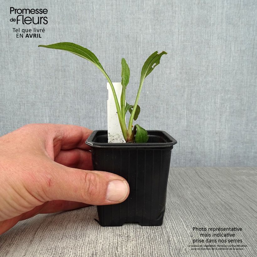 Echinacea purpurea Hot Summer - Purple Coneflower 8/9 cm pot sample as delivered in spring