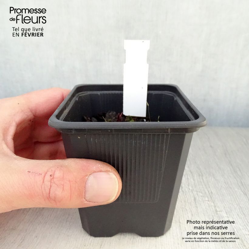 Echinacea purpurea Hot Summer - Purple Coneflower 8/9 cm pot sample as delivered in winter