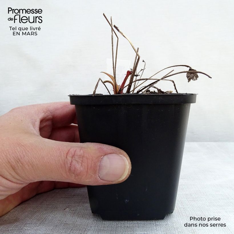 Echinacea Julia - Purple Coneflower 8/9 cm pot sample as delivered in spring