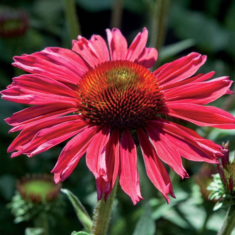 Echinacea purpurea Kismet Raspberry - Purple Coneflower (Flowering)