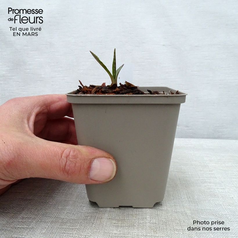 Echinacea purpurea Marmalade - Purple Coneflower 8/9 cm pot sample as delivered in spring