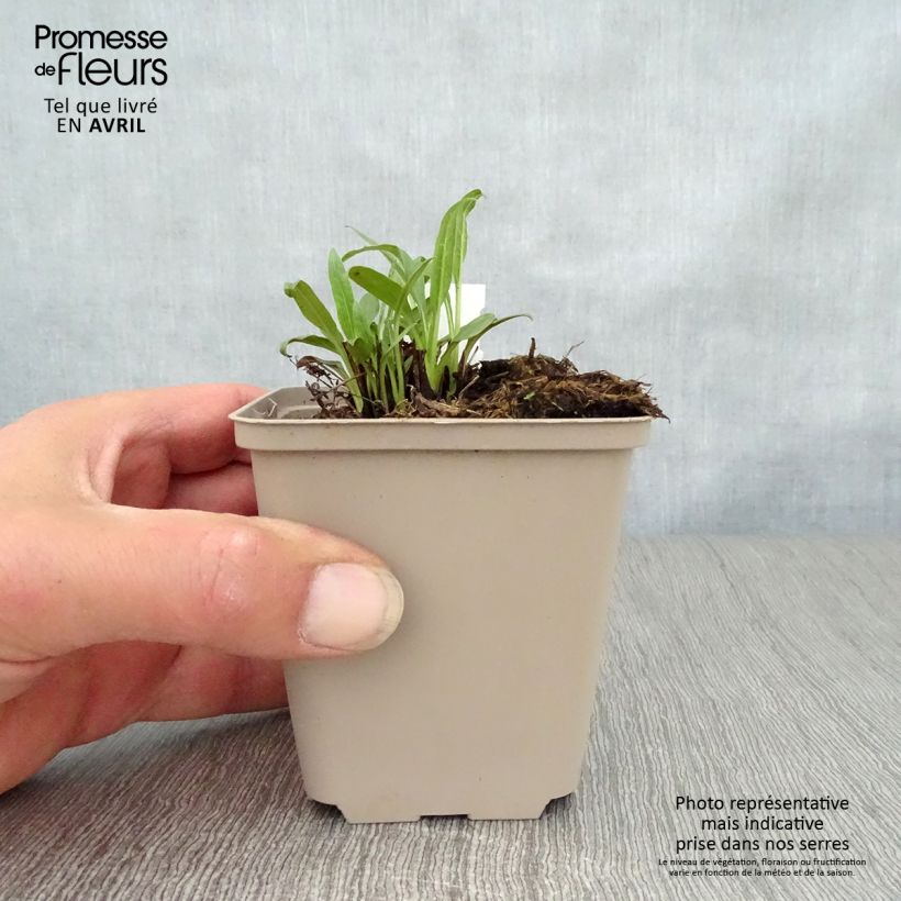 Echinacea Orange Skipper - Purple Coneflower 8/9 cm pot sample as delivered in spring