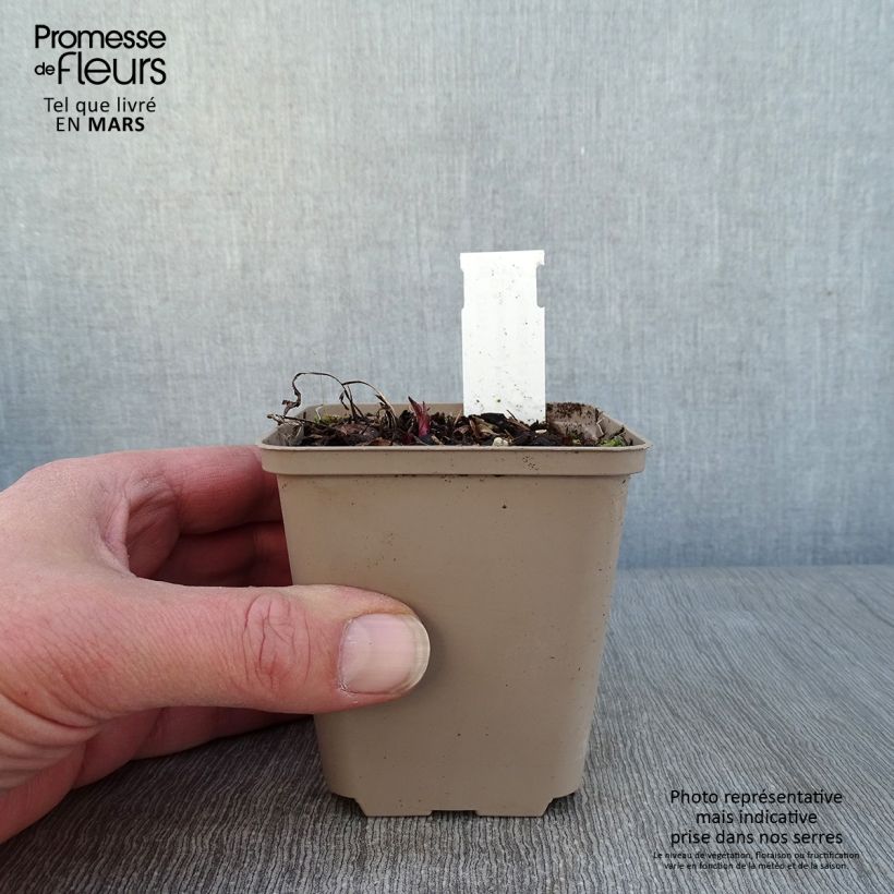 Echinacea purpurea Prima Ginger - Purple Coneflower 8/9 cm pot sample as delivered in winter