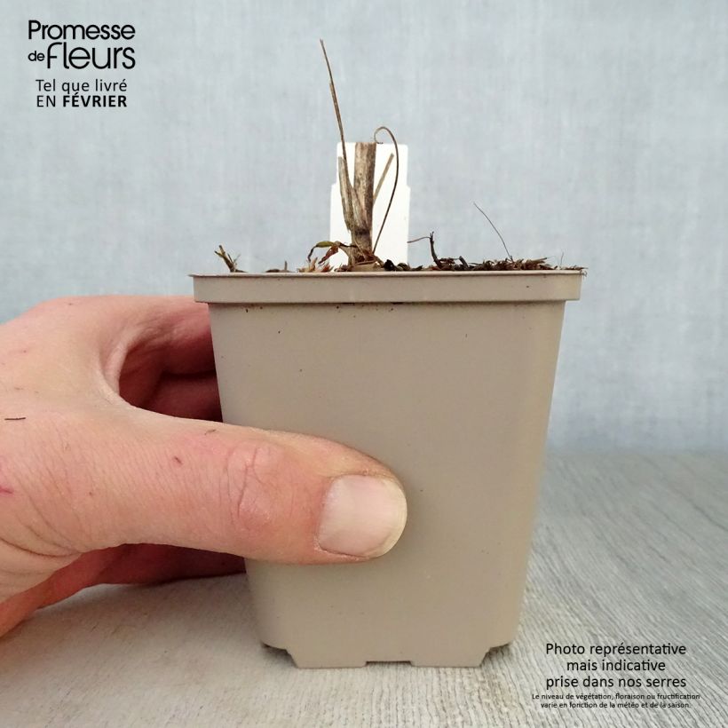 Echinacea purpurea Southern Belle 8/9 cm pot sample as delivered in winter