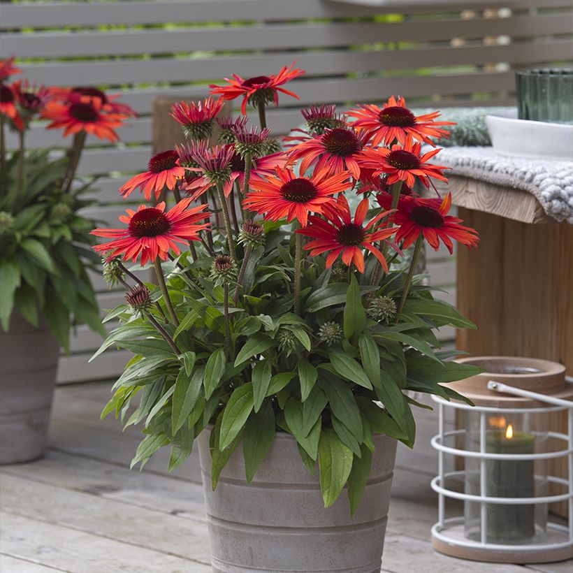 Echinacea purpurea Sun Magic Vintage Orange - Purple Coneflower (Plant habit)