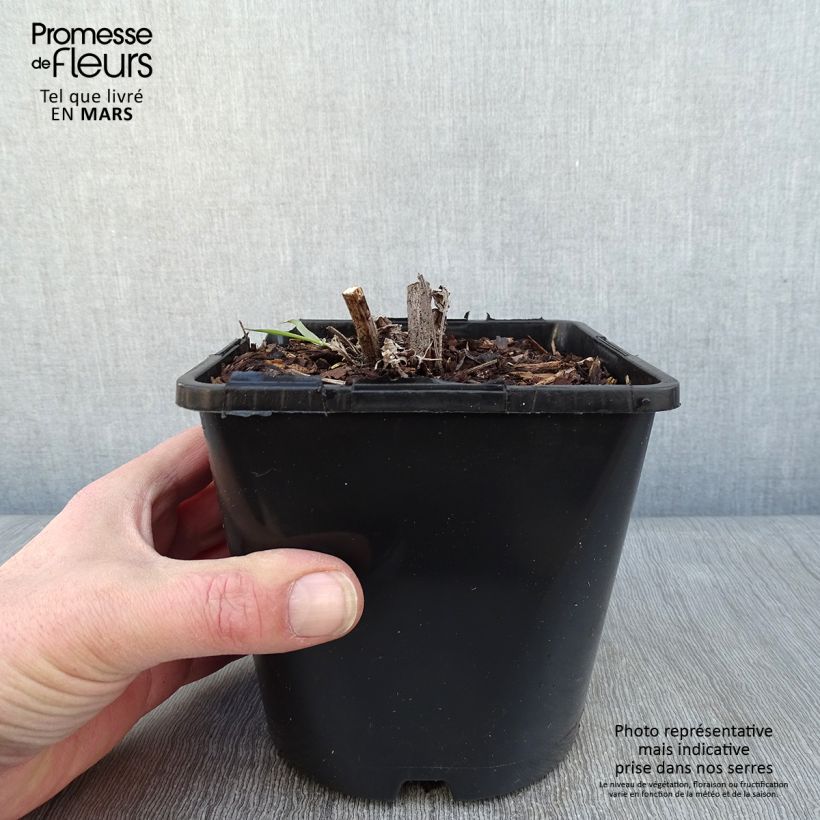 Echinacea SunSeekers Apple Green - Purple Coneflower 1.5L/2L pot sample as delivered in winter