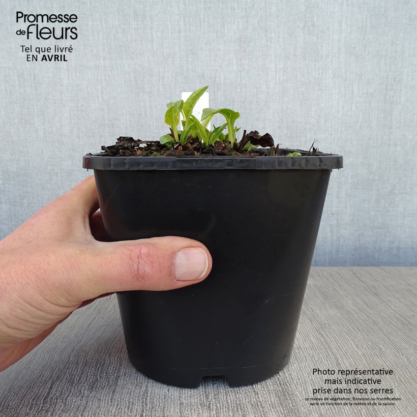 Echinacea SunSeekers White Perfection - Purple Coneflower 2L/3L pot sample as delivered in spring