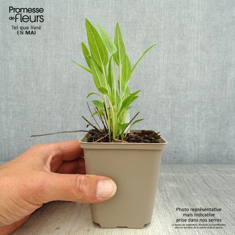 Echinacea Sunny Meadow Mama - Purple Coneflower 8/9 cm pot sample as delivered in spring