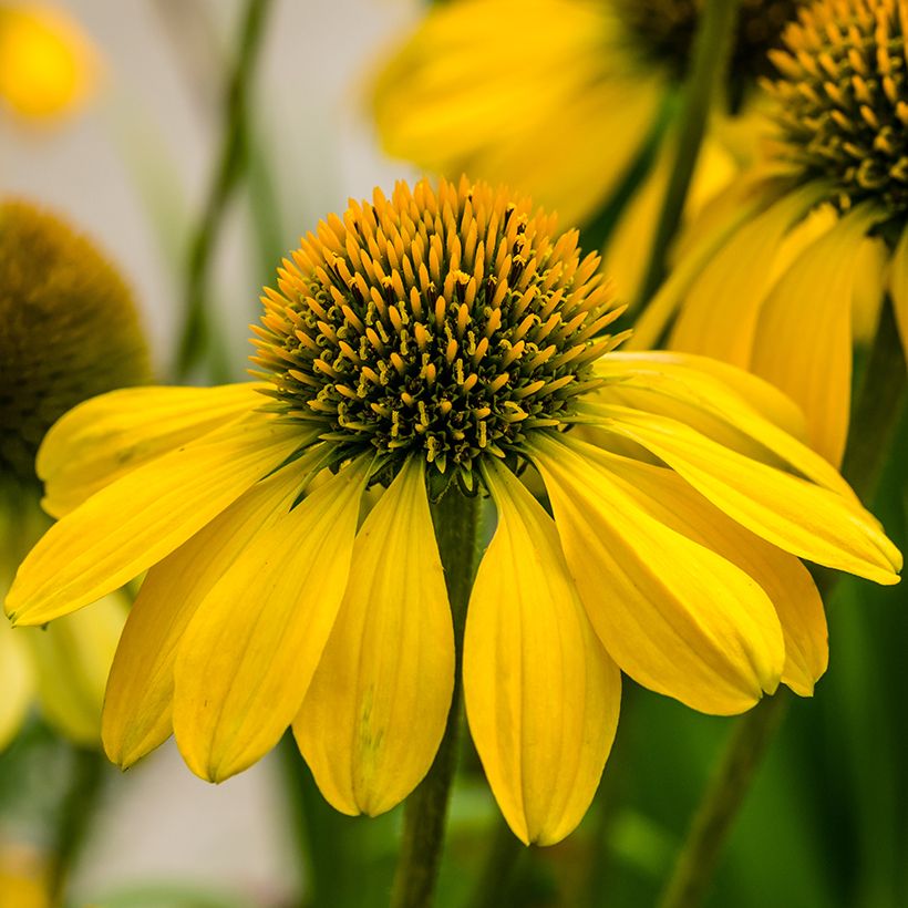 Echinacea Sunny Meadow Mama - Purple Coneflower (Flowering)