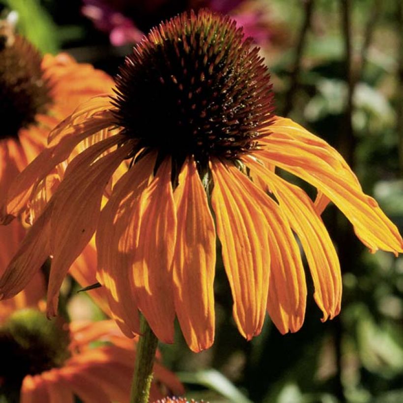 Echinacea Tangerine Dream - Purple Coneflower (Flowering)