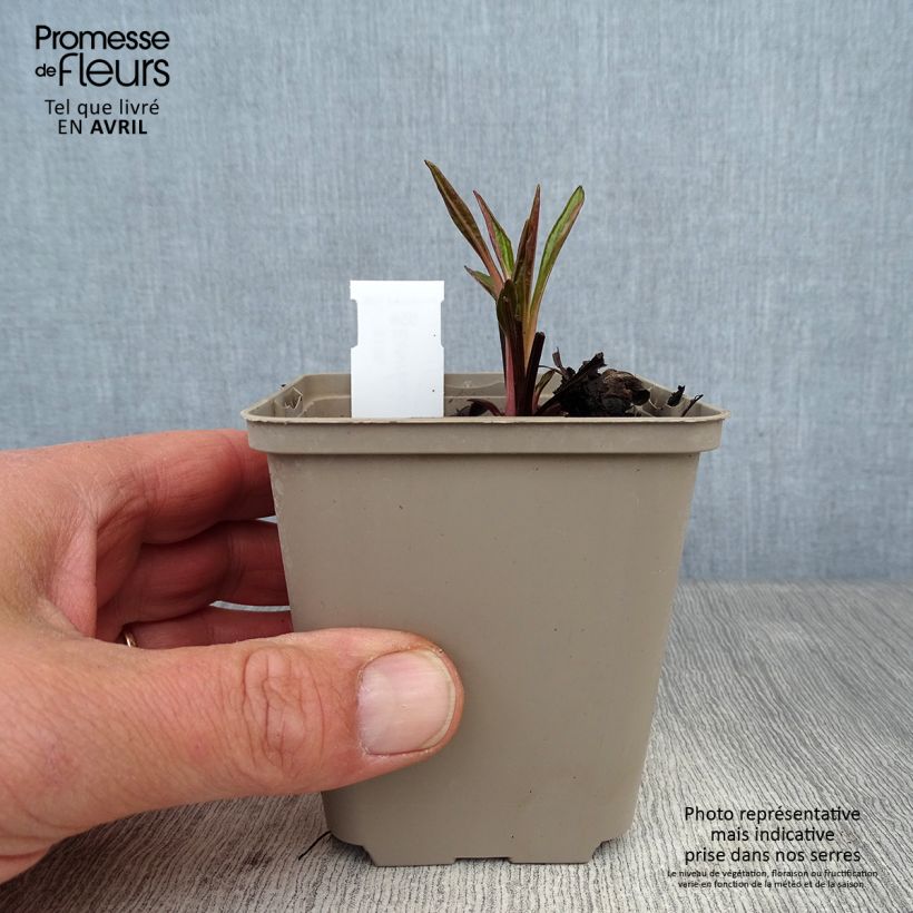 Echinacea Tiki Torch - Purple Coneflower 8/9 cm pot sample as delivered in spring