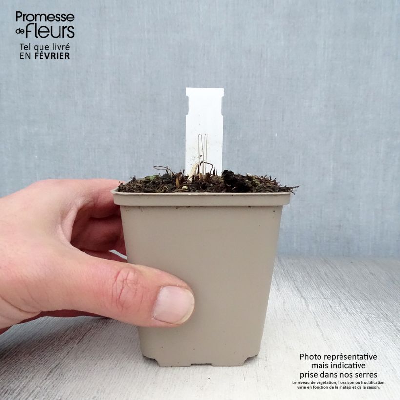 Echinacea Tomato Soup - Purple Coneflower 8/9 cm pot sample as delivered in winter