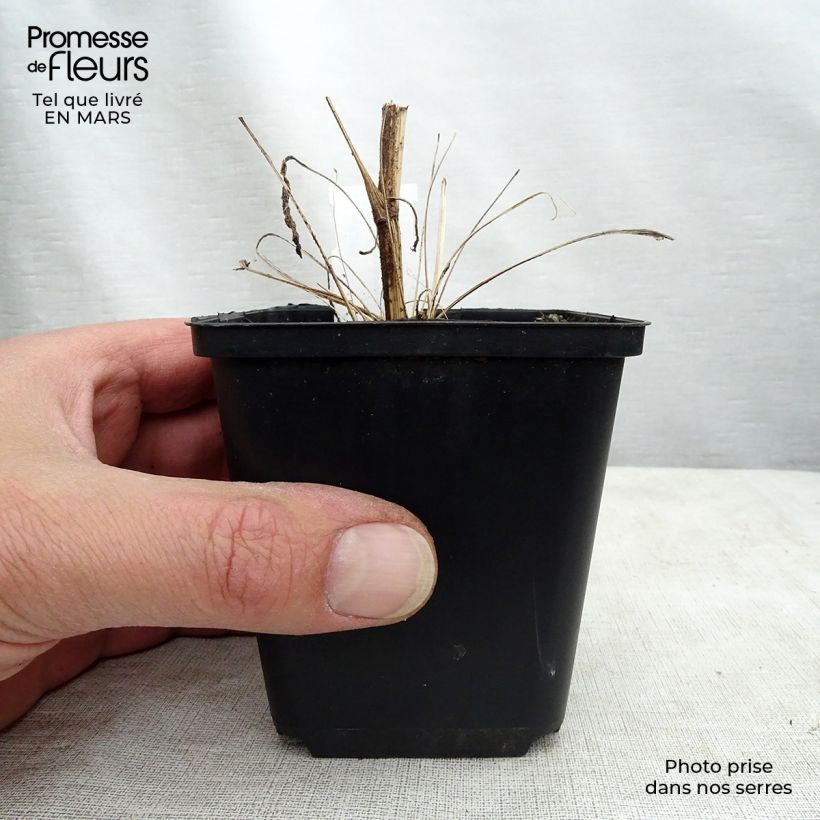 Echinacea purpurea Tweety - Purple Coneflower 8/9 cm pot sample as delivered in spring