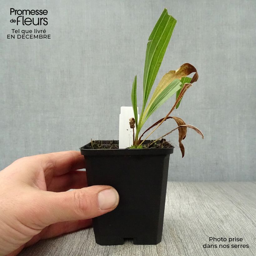 Echinacea paradoxa - Coneflower 8/9 cm pot sample as delivered in winter