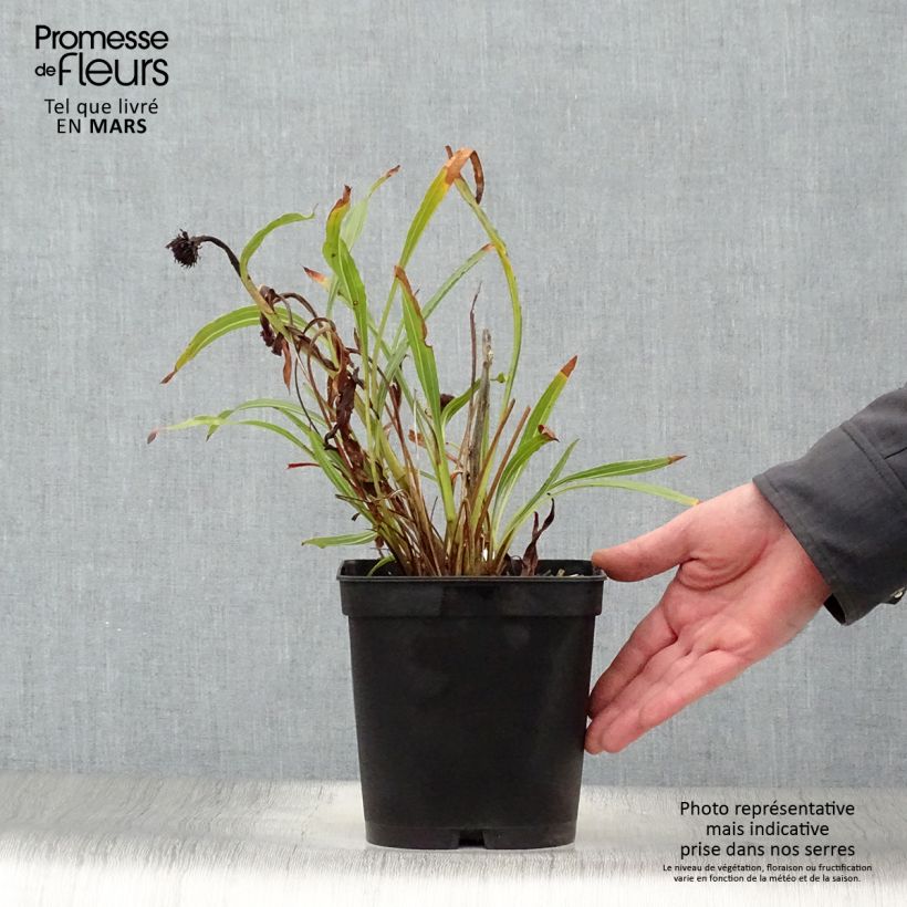 Echinacea paradoxa - Coneflower 2L/3L pot sample as delivered in spring