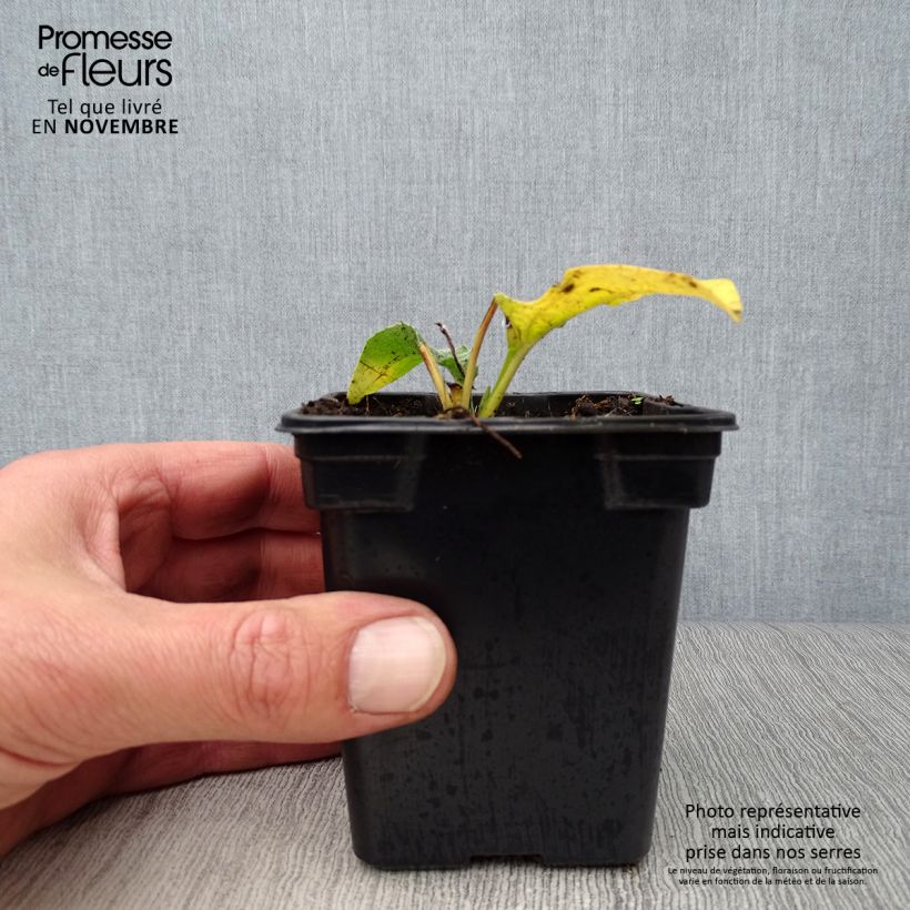 Echinacea purpurea Alba - Purple Coneflower 7/8 cm pot sample as delivered in autumn