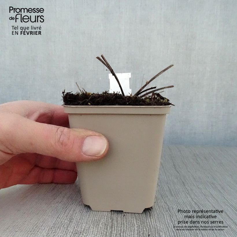 Echinacea purpurea Doubledecker - Purple Coneflower 8/9 cm pot sample as delivered in winter