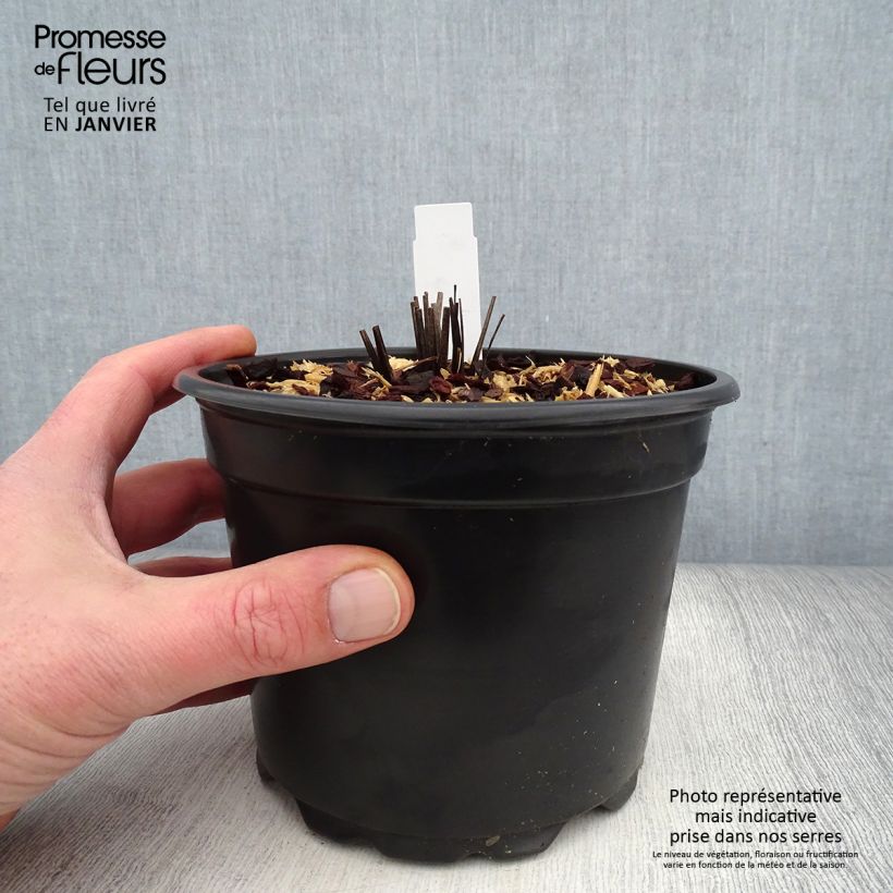 Echinacea purpurea - Purple Coneflower 2L/3L pot sample as delivered in winter