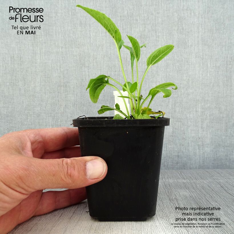 Echinacea purpurea Espinosa Yellow - Purple Coneflower 8/9 cm pot sample as delivered in spring