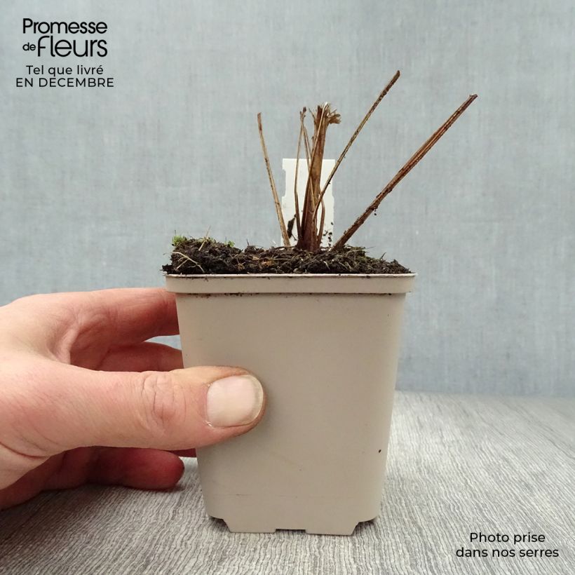 Echinacea Funky Yellow - Purple Coneflower 8/9 cm pot sample as delivered in winter