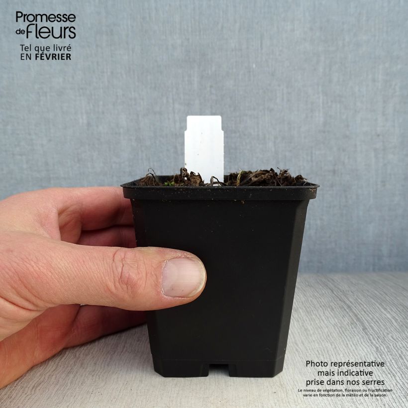 Echinacea purpurea Little Magnus - Purple Coneflower 8/9 cm pot sample as delivered in winter