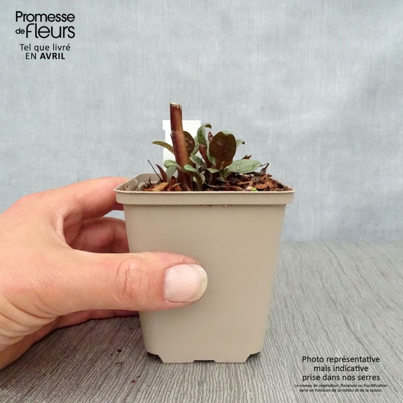 Echinacea purpurea Little Magnus - Purple Coneflower 8/9 cm pot sample as delivered in spring