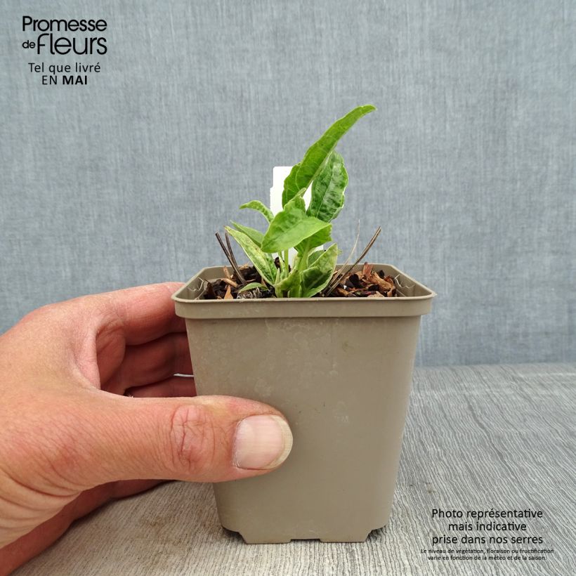 Echinacea Mac n Cheese - Purple Coneflower 8/9 cm pot sample as delivered in spring