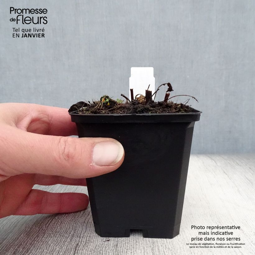 Echinacea purpurea Pica Bella - Purple Coneflower 8/9 cm pot sample as delivered in winter