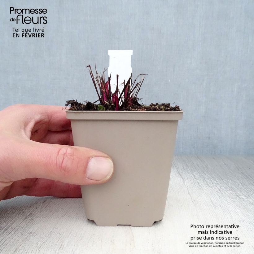 Echinacea purpurea Pink Double Delight - Purple Coneflower 8/9 cm pot sample as delivered in winter