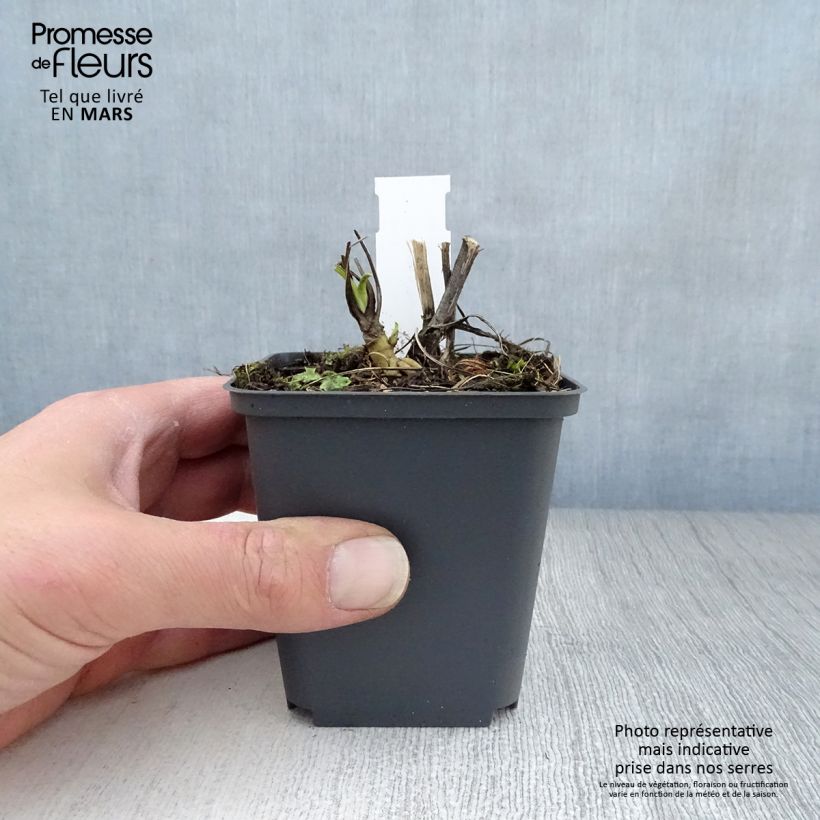 Echinacea purpurea Razzmatazz - Purple Coneflower 8/9 cm pot sample as delivered in spring