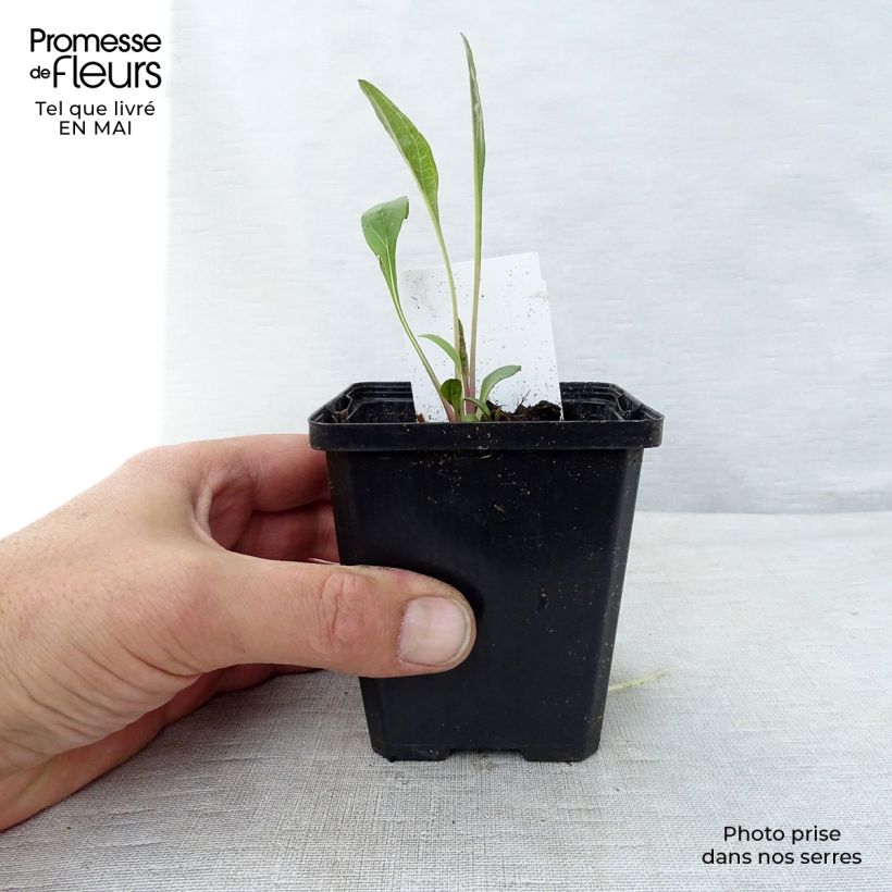 Echinacea purpurea - Purple Coneflower 7/8 cm pot sample as delivered in spring