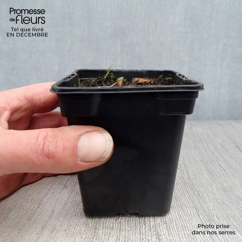 Echinacea purpurea - Purple Coneflower 7/8 cm pot sample as delivered in winter