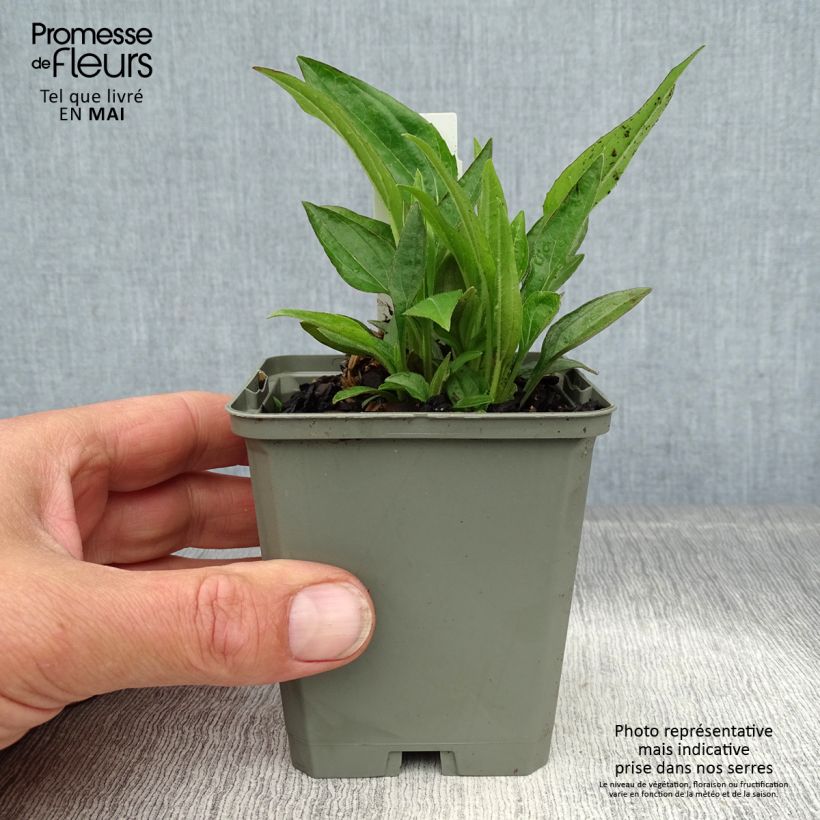 Echinacea Summer Cocktail - Purple Coneflower 8/9 cm pot sample as delivered in spring