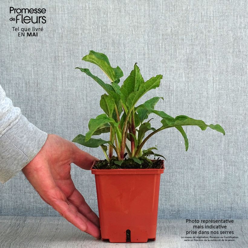 Echinacea Summer Cocktail - Purple Coneflower 1L/1.5L pot sample as delivered in spring