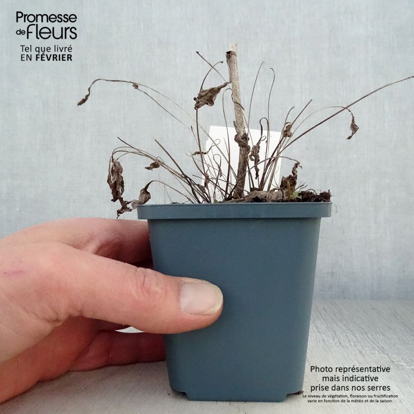 Echinacea purpurea Sunrise - Purple Coneflower 8/9 cm pot sample as delivered in winter