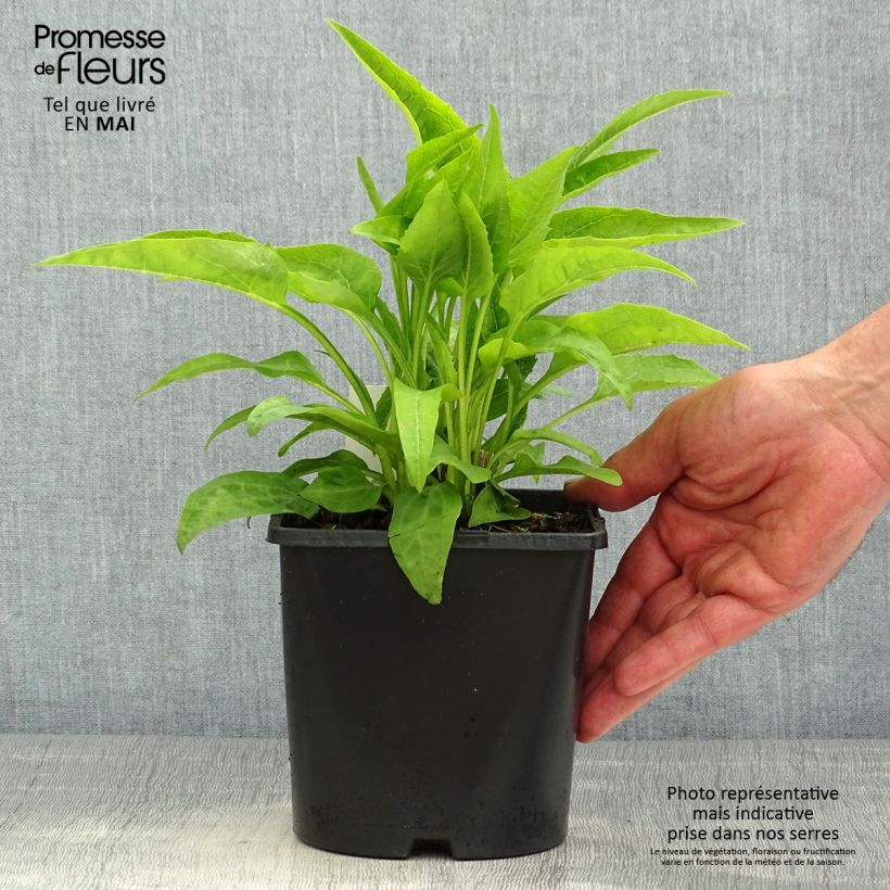 Echinacea purpurea Virgin - Purple Coneflower 2L/3L pot sample as delivered in spring