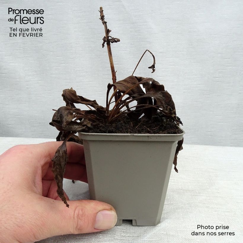 Echinacea Meditation white - Purple Coneflower 8/9 cm pot sample as delivered in winter