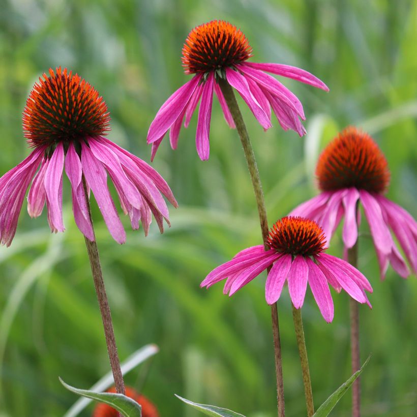Echinacea purpurea organic seeds - Purple coneflower (Flowering)