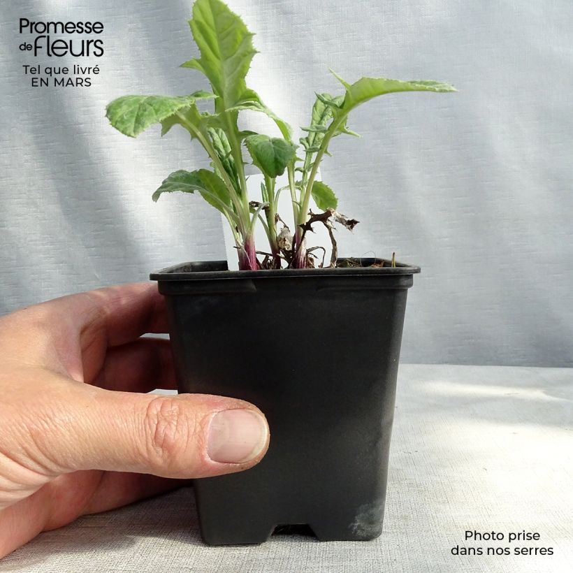 Echinops bannaticus Blue Globe 8/9 cm pot sample as delivered in spring