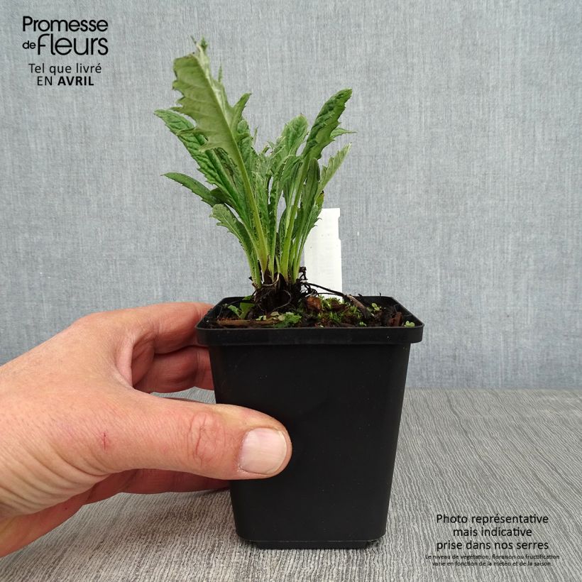 Echinops bannaticus Blue Glow 8/9 cm pot sample as delivered in spring