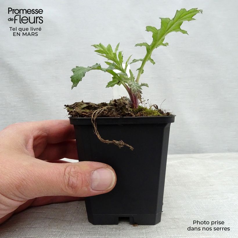 Echinops bannaticus Taplow Blue 8/9 cm pot sample as delivered in winter