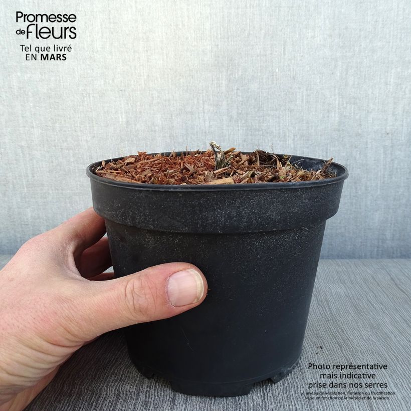 Echinops bannaticus Taplow Blue 2L/3L pot sample as delivered in winter