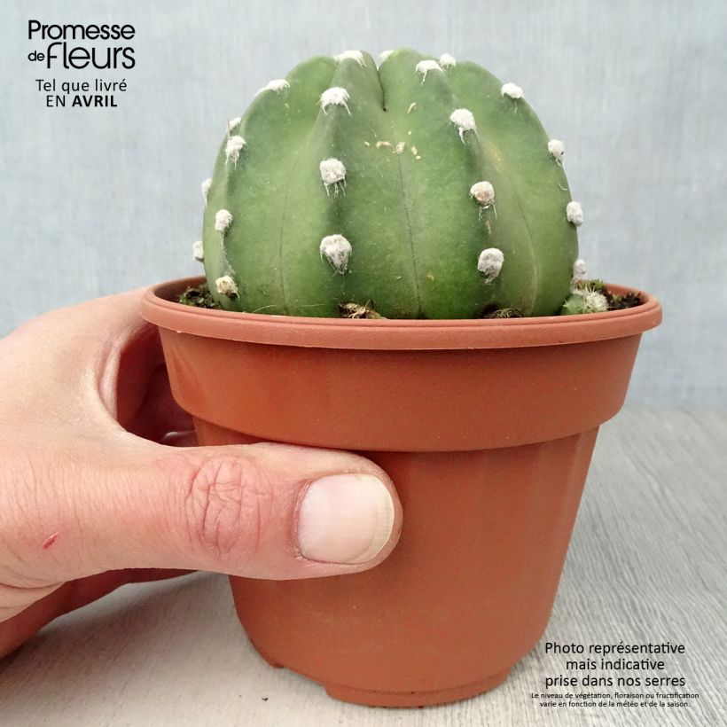 Echinopsis subdenudata 12cm pot sample as delivered in winter