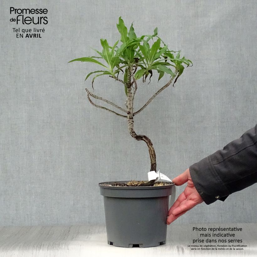 Echium candicans 3L/4L pot sample as delivered in spring