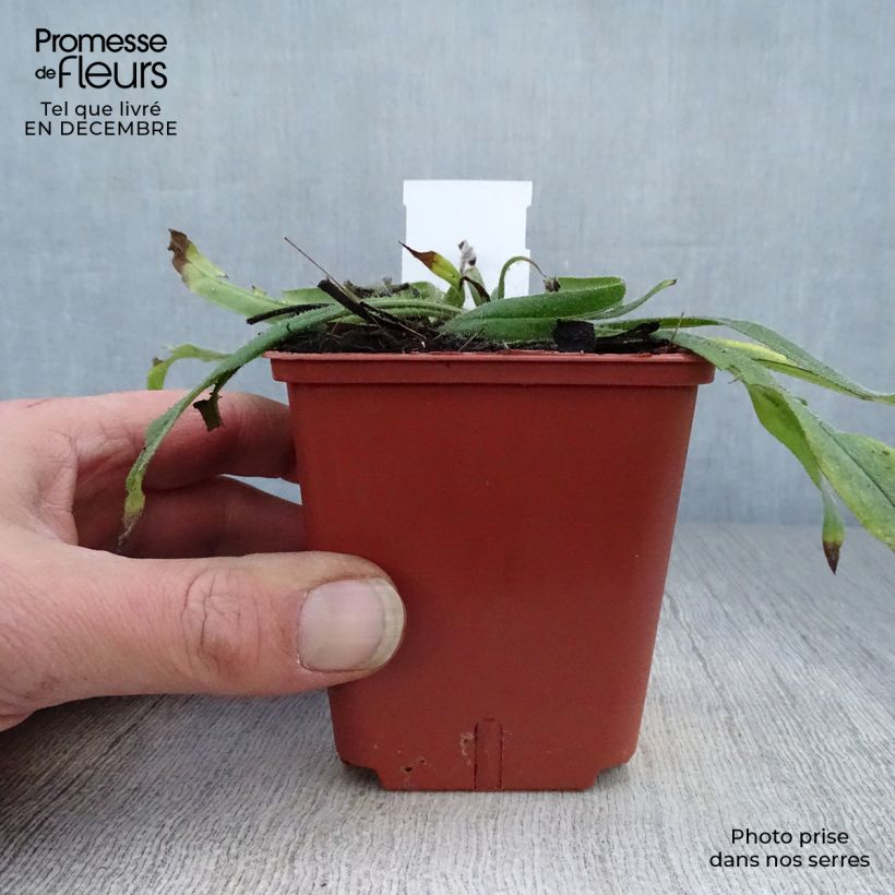 Echium russicum 8/9 cm pot sample as delivered in winter