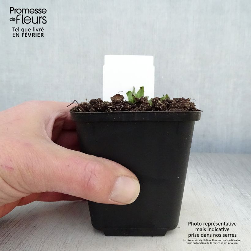 Echium vulgare 8/9 cm pot sample as delivered in winter