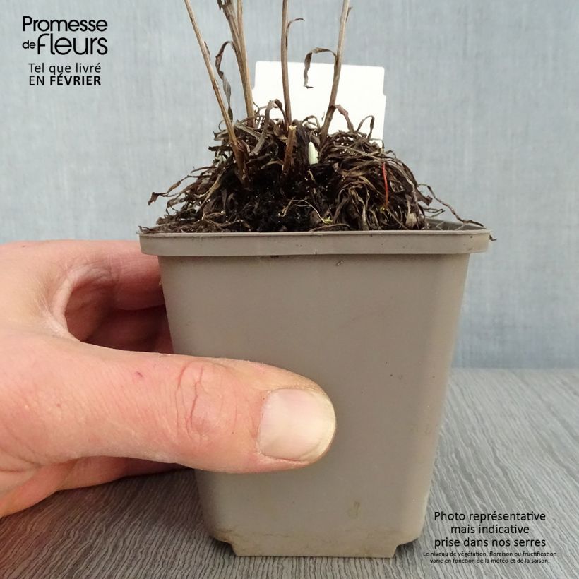 Leontopodium alpinum - Edelweiss 8/9 cm pot sample as delivered in winter