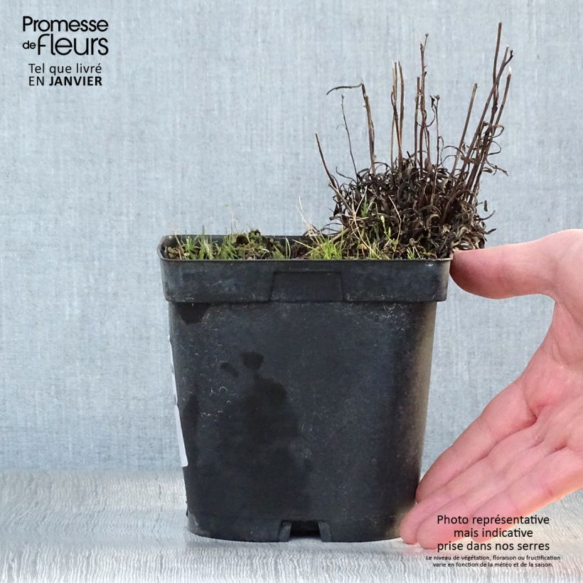 Leontopodium alpinum - Edelweiss 2L/3L pot sample as delivered in winter